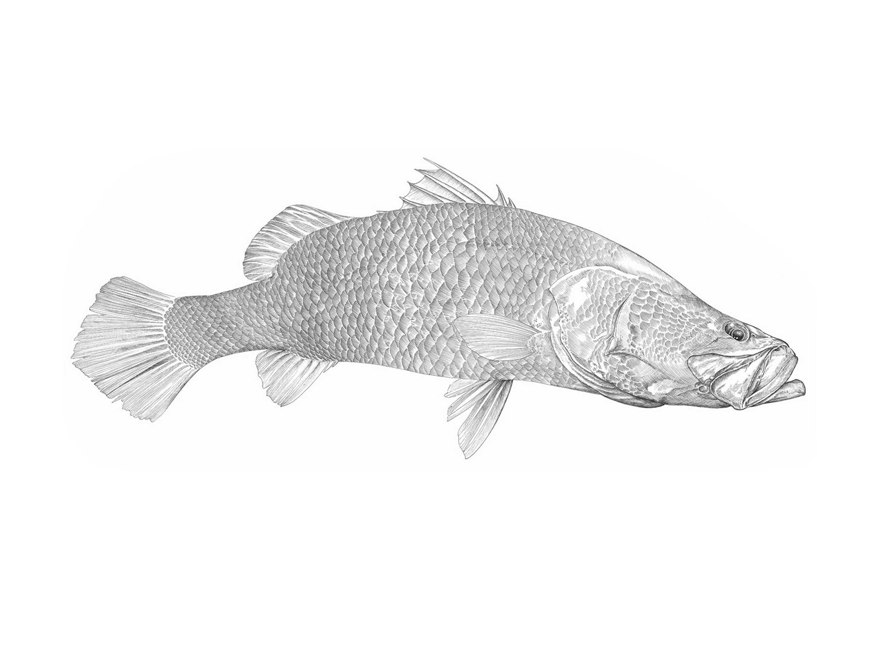 Barramundi