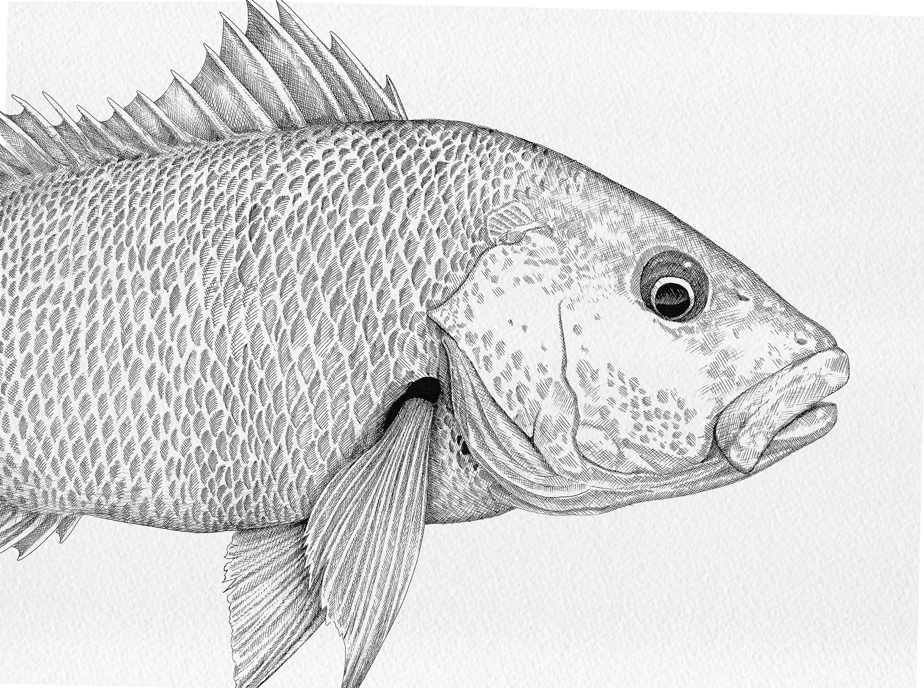 Mangrove Snapper (Jack)