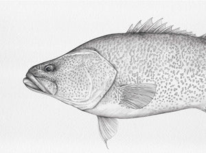 Murray Cod