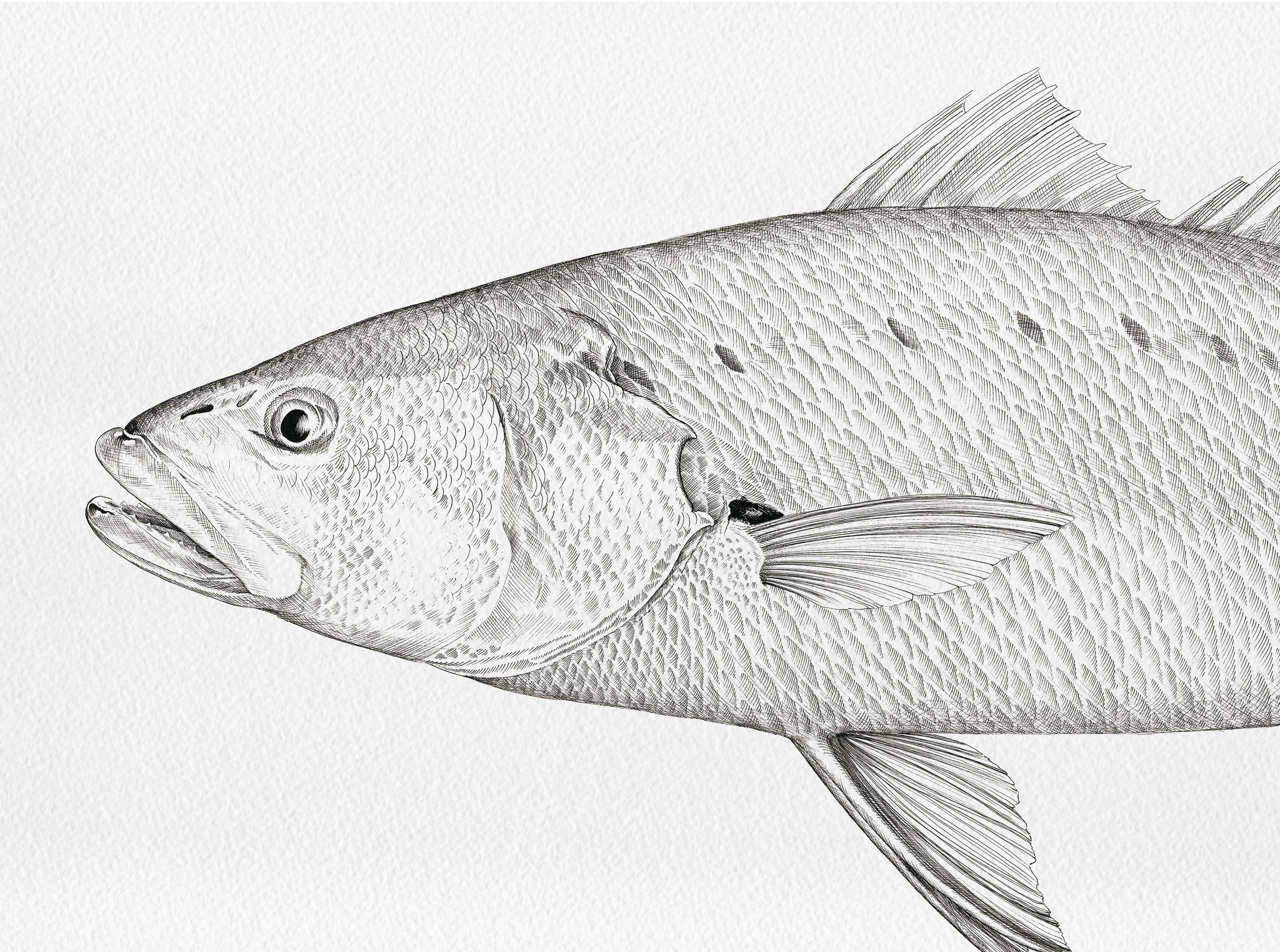 Mulloway