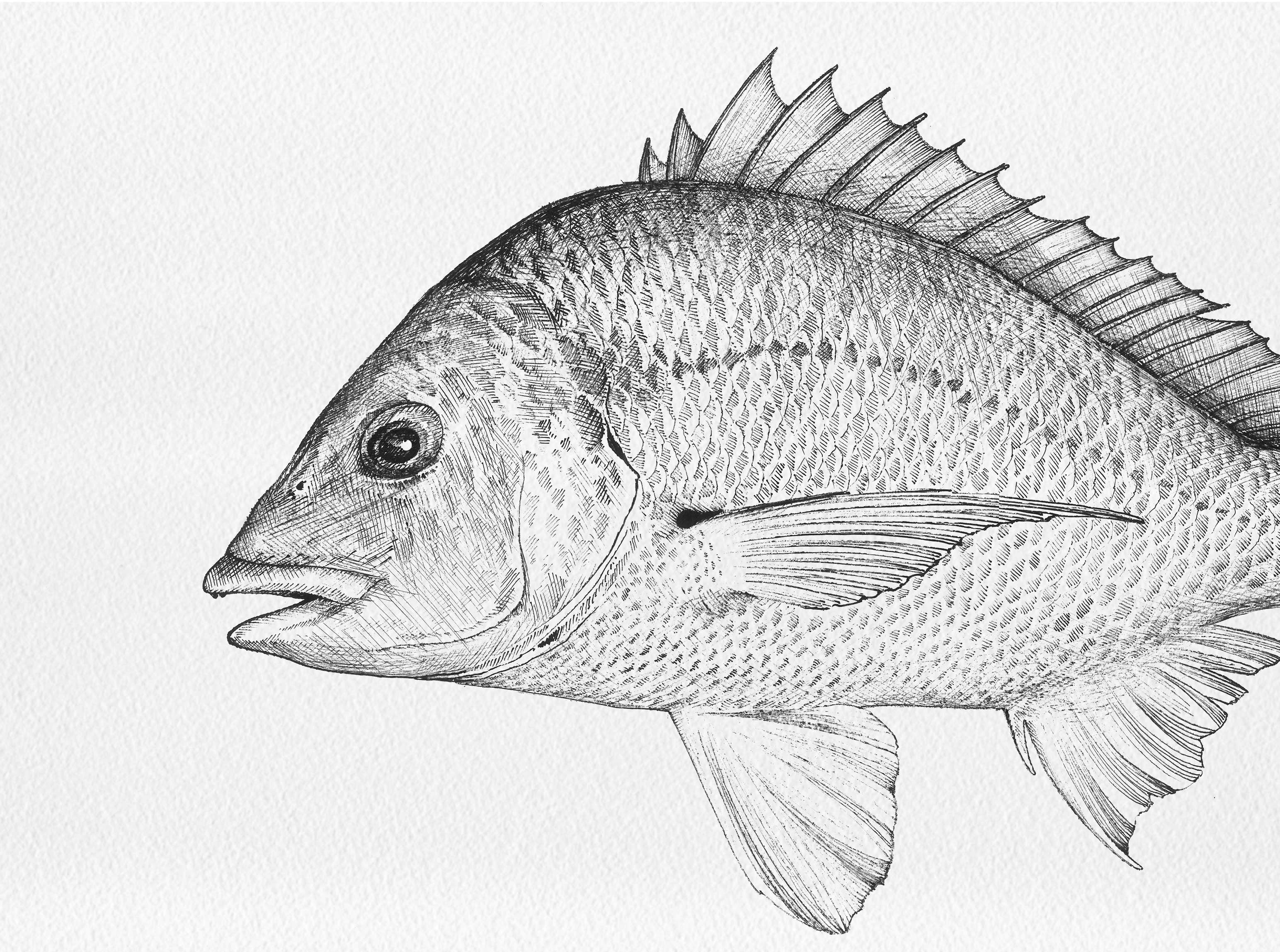 Bream