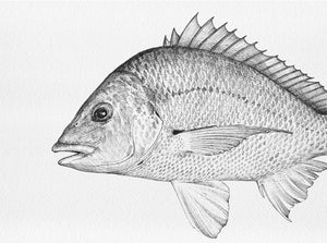 Bream