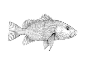 Mangrove Snapper (Jack)