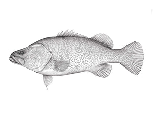 Murray Cod