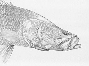 Barramundi