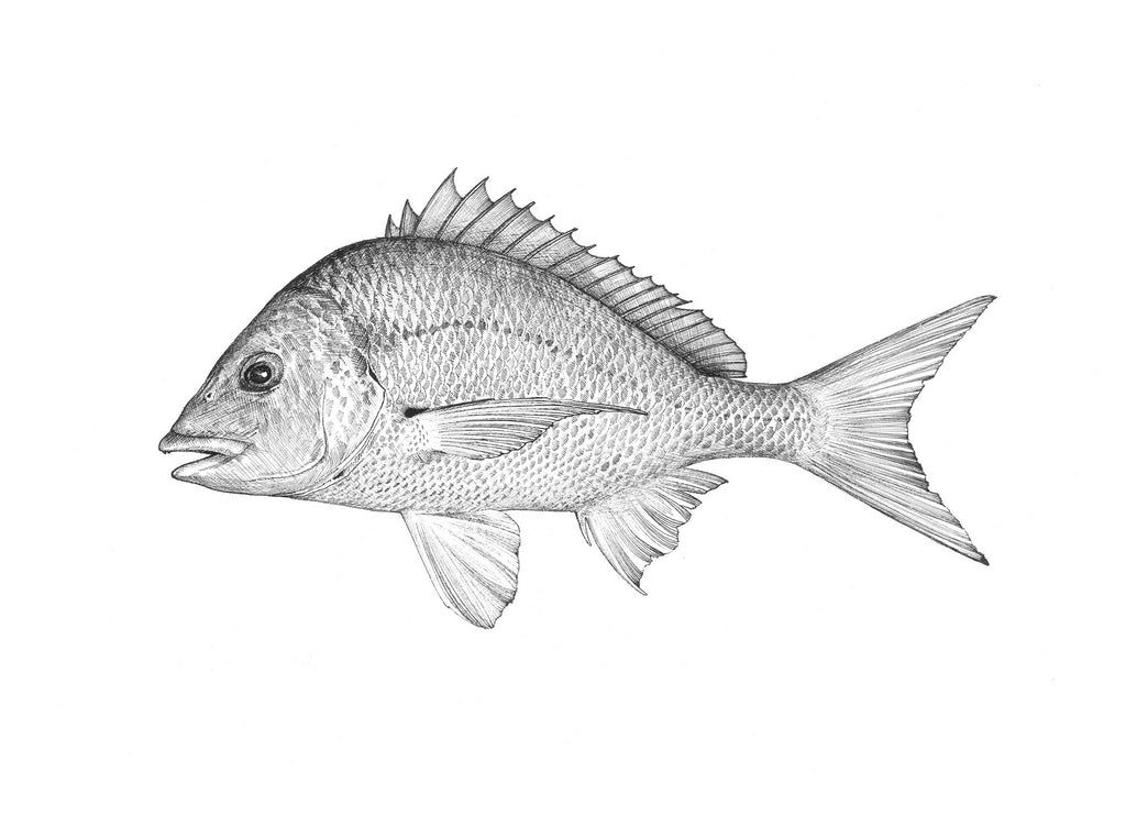 Bream