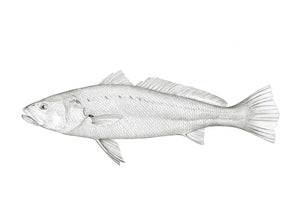 Mulloway